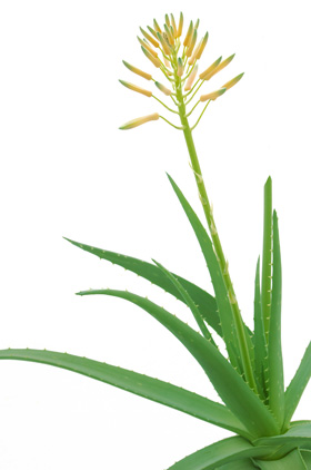 Aloe Vera Pflanze mit Blüte