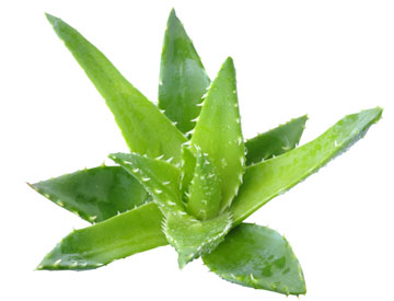 Aloe Vera - Pflanze